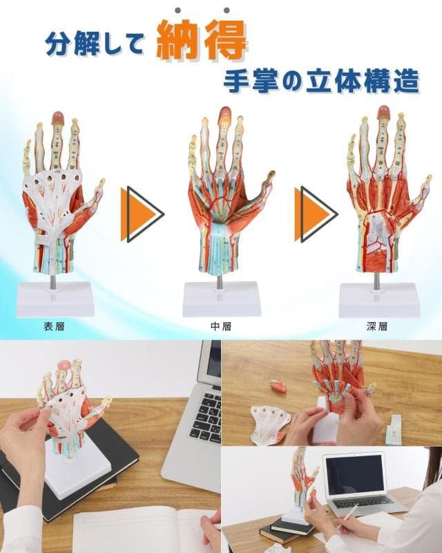 【未開封新品】手解剖模型 7パーツ分解モデル 等身大