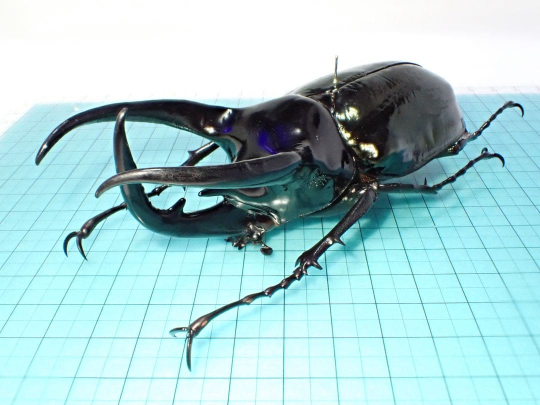 【標本】コーカサスオオカブト　スマトラ島産　120.0ミリ　野外品