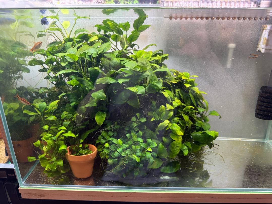 アヌビアスナナ、アヌビアスナナプチ