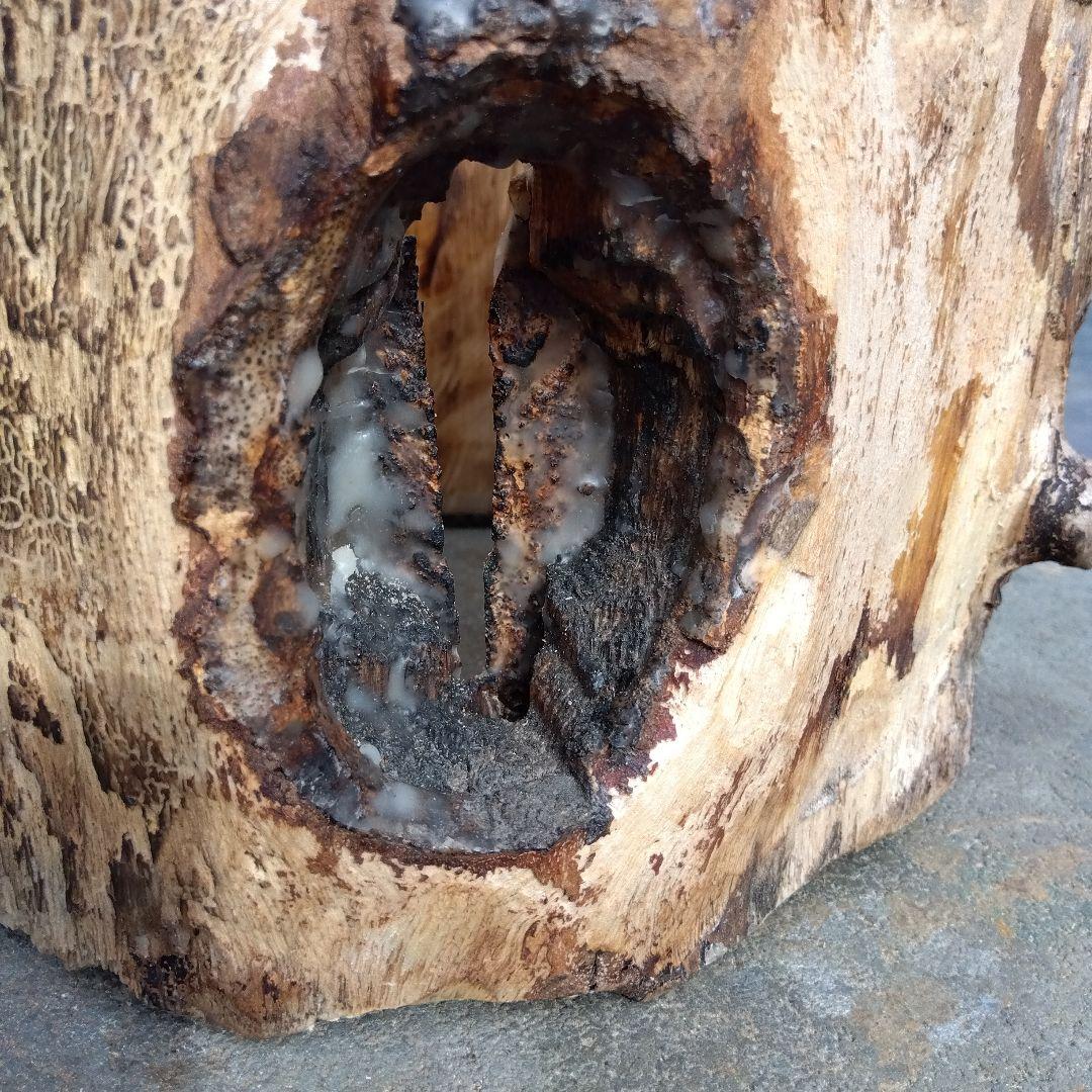 天然木 昆虫採集道具 日本みつばち誘引待ち箱のベース