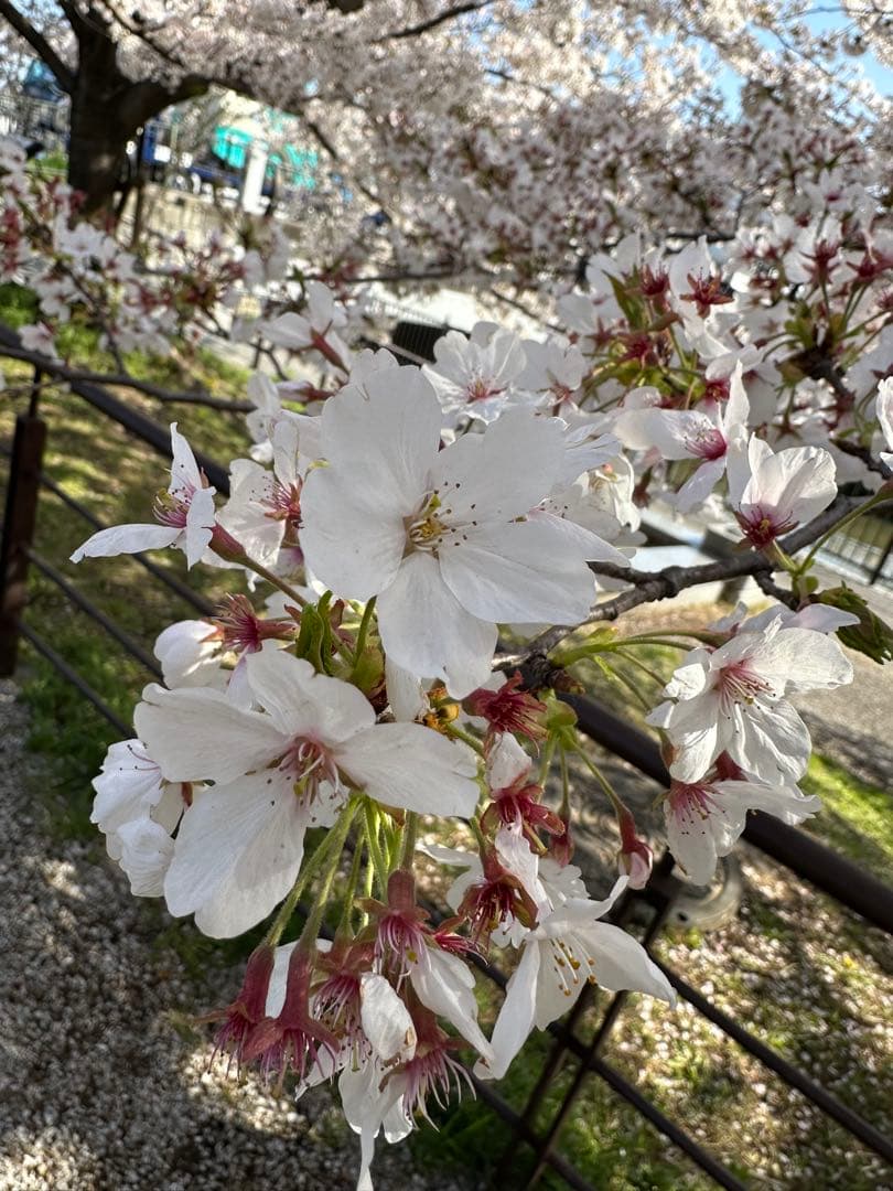 くぅたSHARP RE-TS171-B 電子レンジ 2021年製