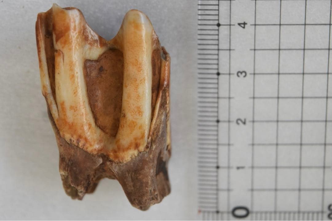 沖縄産　哺乳類の歯化石