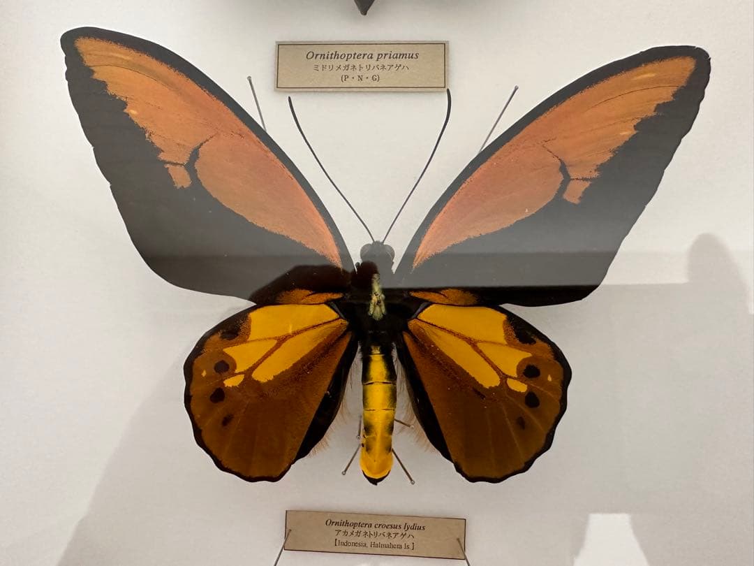 【にこベー★】標本箱ドイツ箱 黒色 UV加工6箱 蝶と蛾の標本