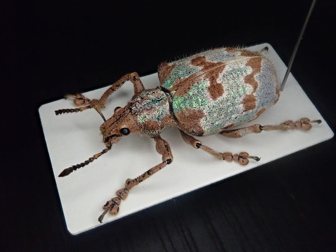 南米の美麗ゾウムシ　大型