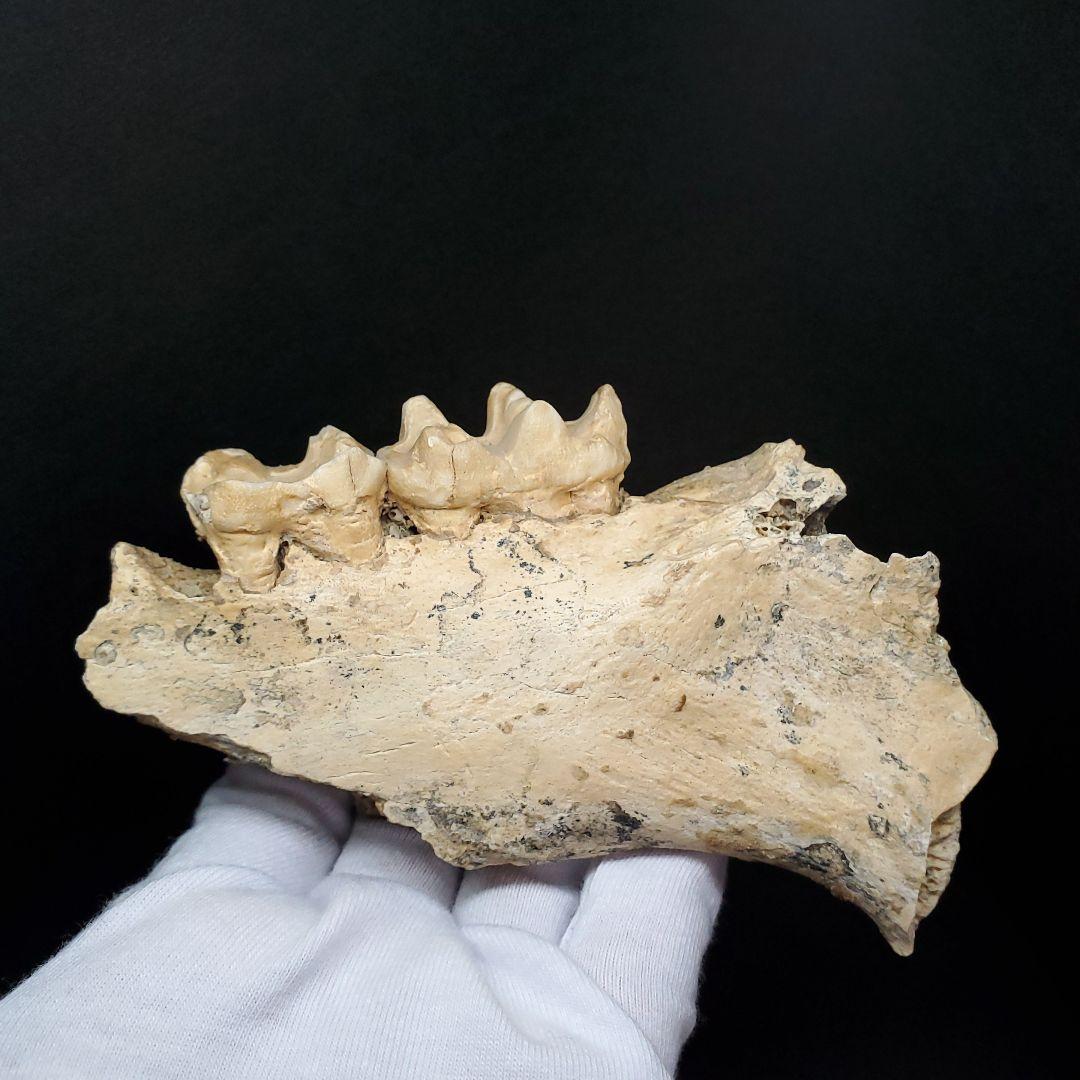 博物館級 キプロスドワーフカバ 化石 顎 本物 キプロス共和国 fr53