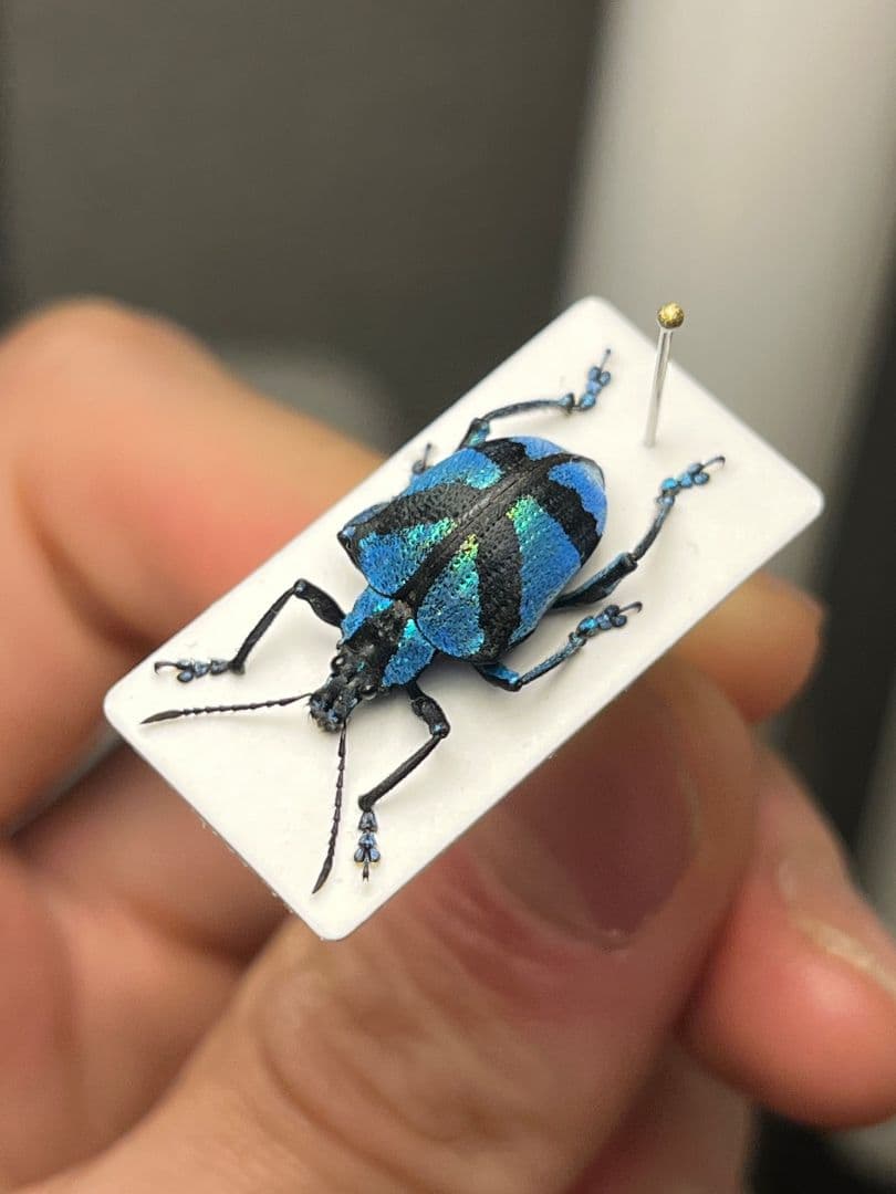 【16mm】メタリックブルーゾウムシ ペルー産 昆虫標本タマムシホウセキゾウムシ