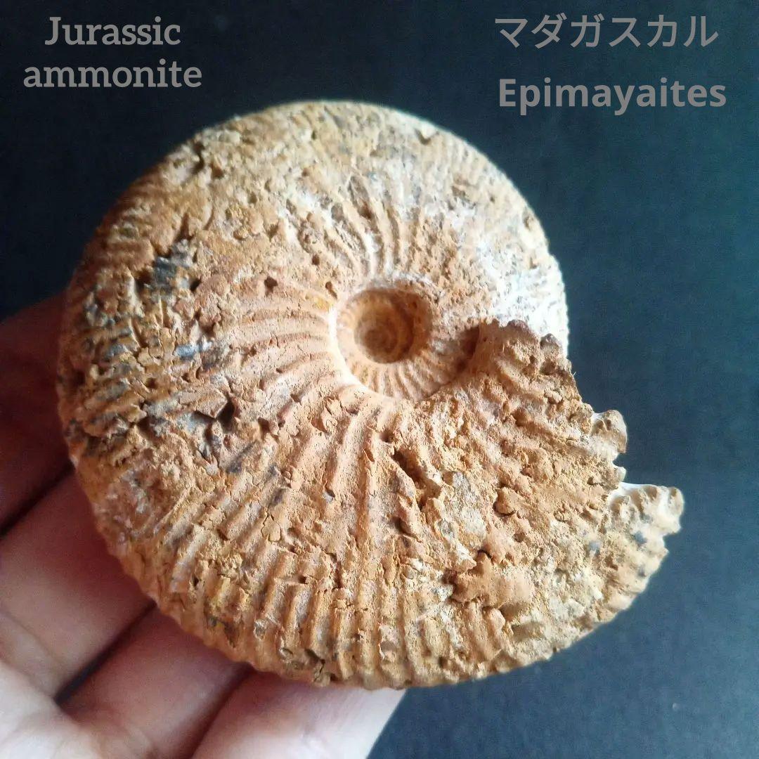 化石　骨格　標本　ジュラ紀　密巻きアンモナイト　希少種