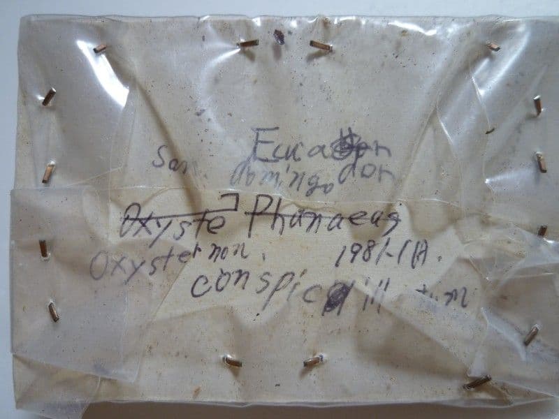 【フンチュウ標本】ミドリツヤダイコクコガネ/エクアドル産/♂25mm♀26mm