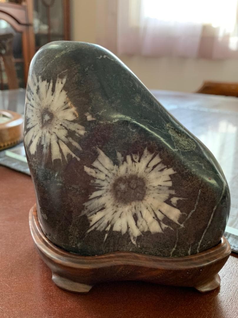 145,000円で購入 菊花石 化石