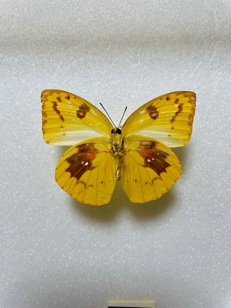 【異常型】ウスキシロチョウ（沖縄産、メス）