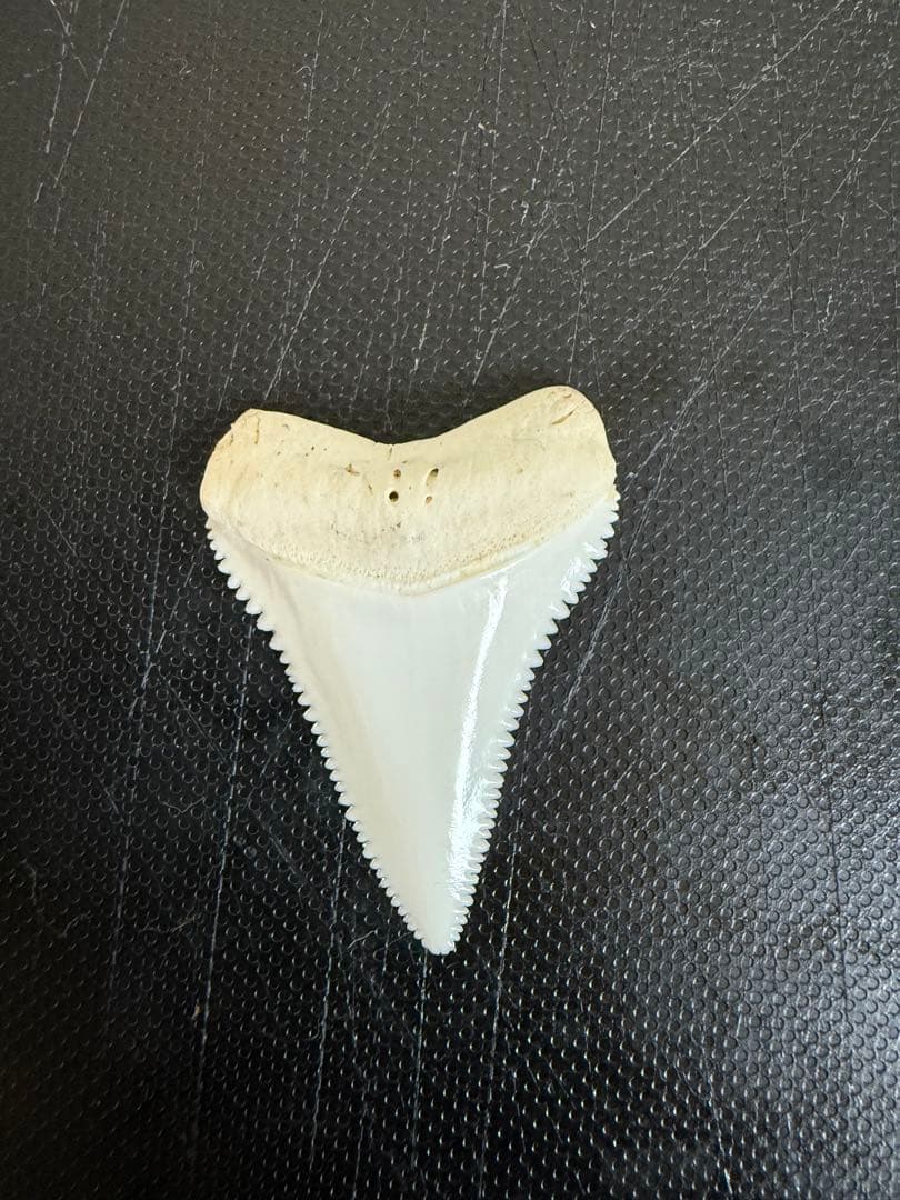 ホホジロザメ歯1