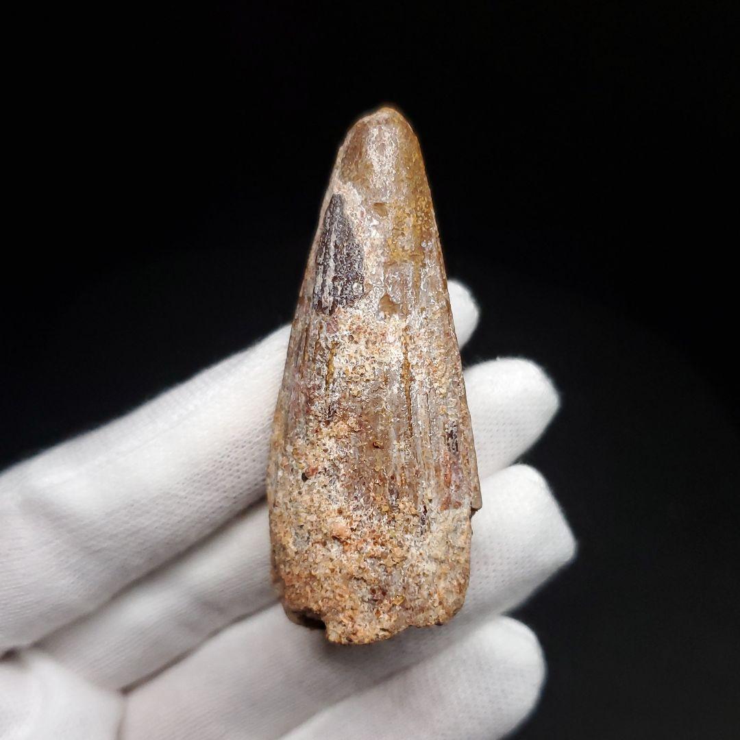 スピノサウルス 本物 モロッコ産 57.77mm プレゼント ギフト sp478