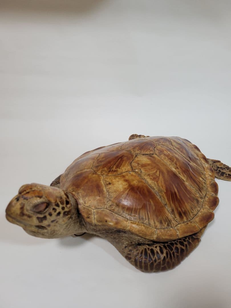 リアルな亀の置物 壁掛けインテリア