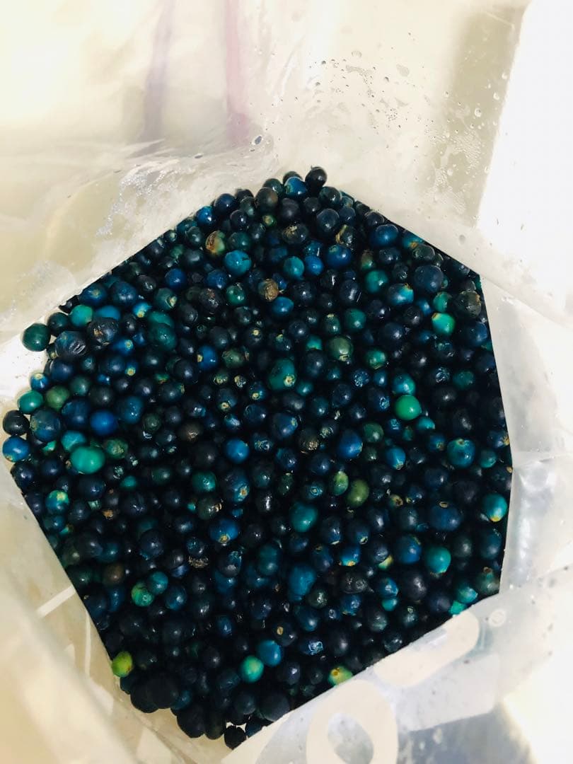 クサギの実　草木染め　1205g