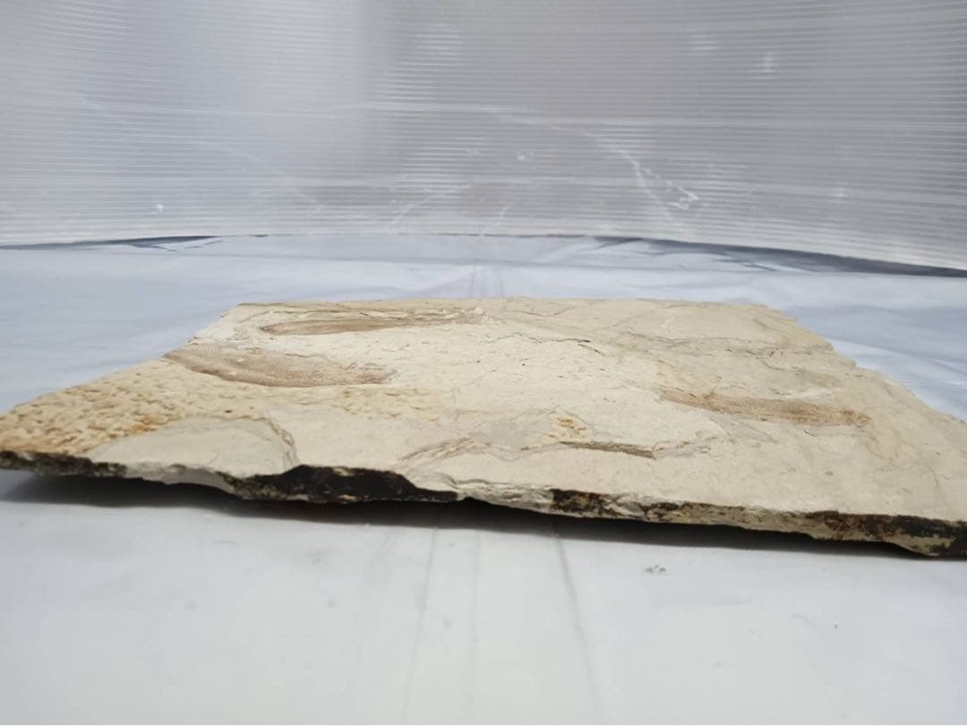 リコプテラ　ジュラ紀 硬骨魚綱 リコプテラ科　中国 遼寧省凌源県　2点　化石