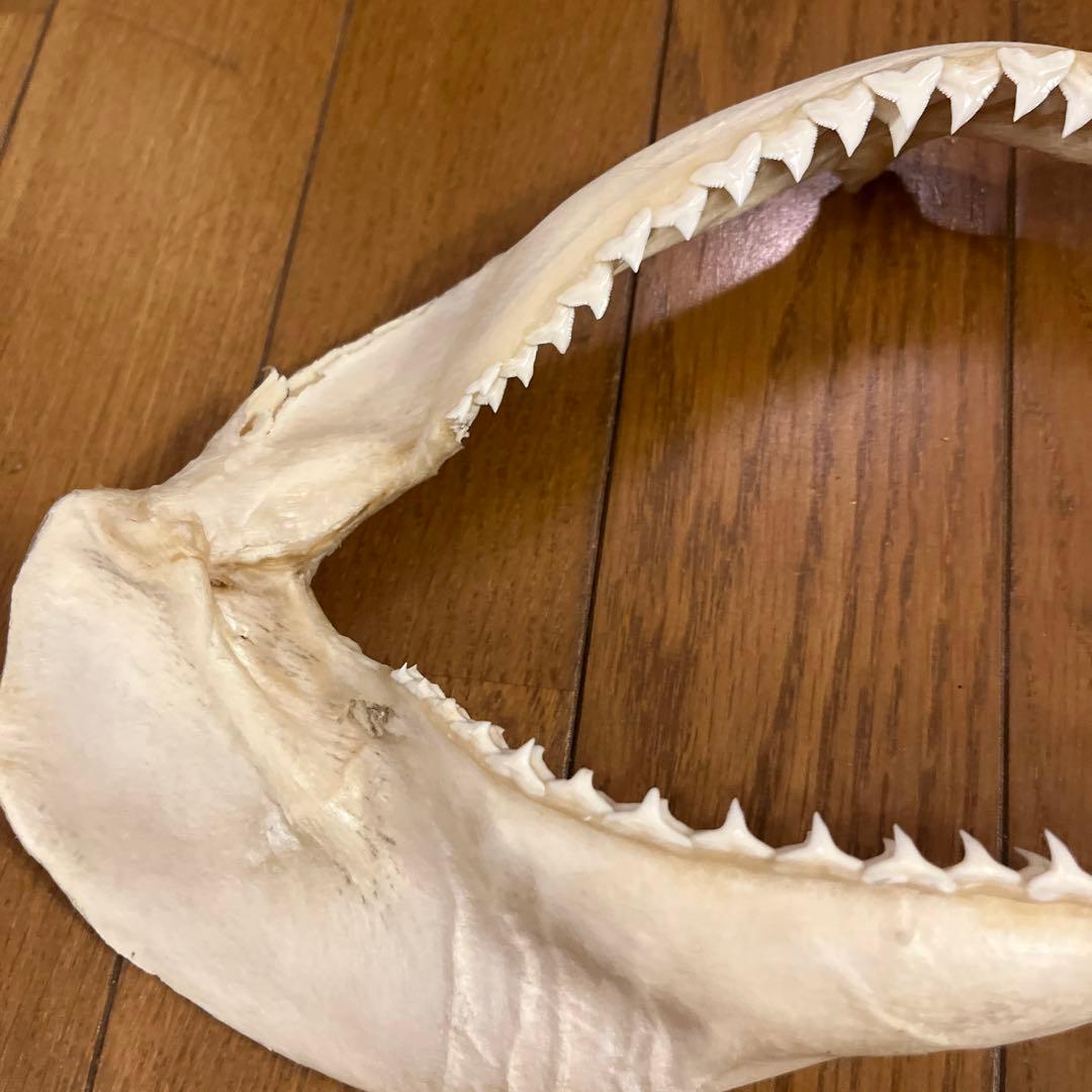 ヨゴレ　サメ標本