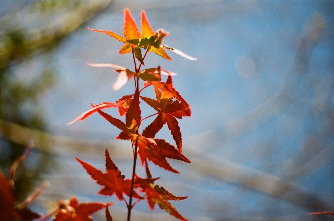 ✨本日のみ✨ブラックボディ美品✨実写・整備済✨OLYMPUS OM-1 完動品‼️