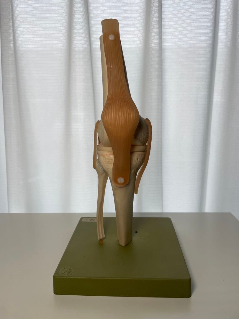 SOMSO 膝関節模型