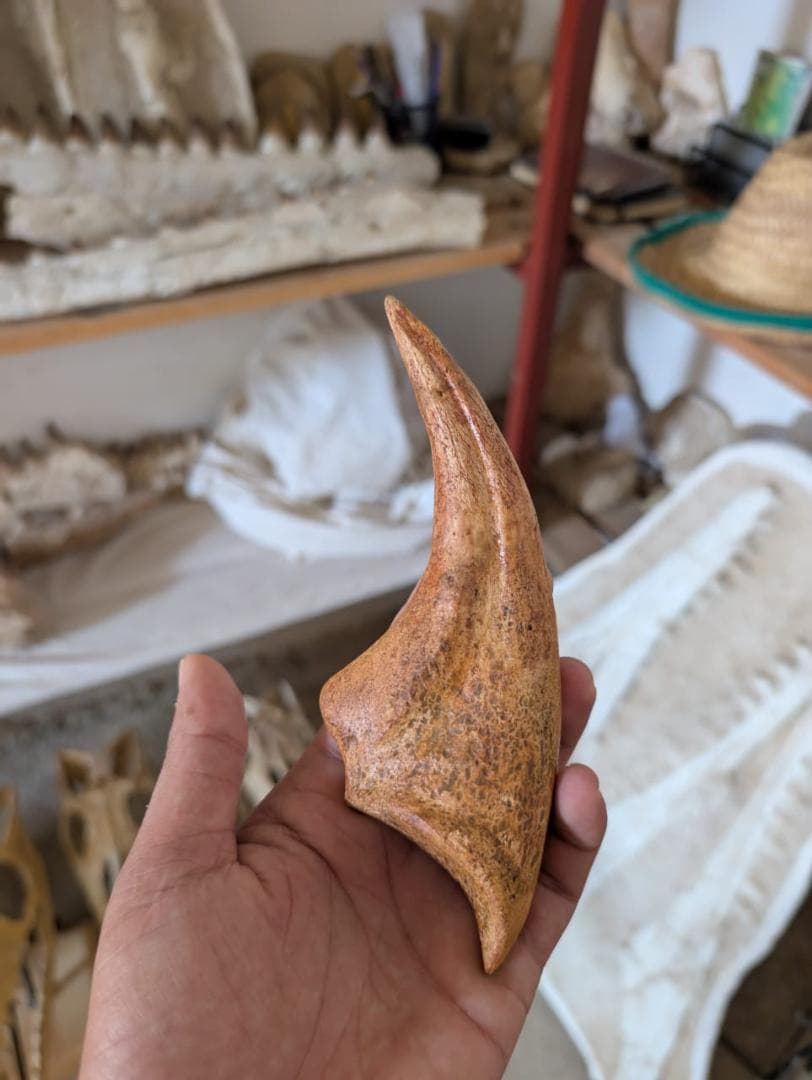 スピノサウルス ハンドクロウ かぎ爪 化石標本 肉食恐竜 獣脚類 1433