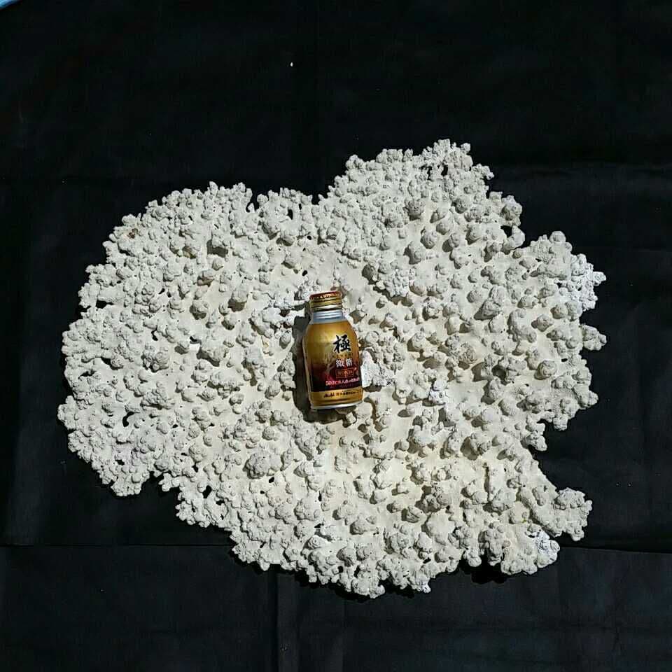 特大 飾り 珊瑚 テーブル サンゴ礁 置物 白 海水魚 水槽 レイアウト