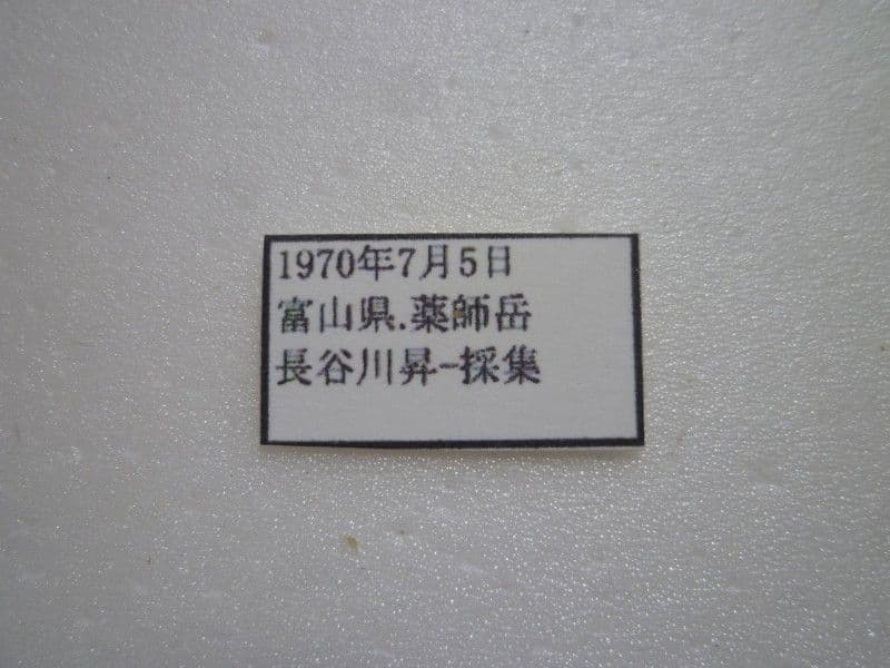 ま*る様 【国産蝶標本】タカネヒカゲ/Oeneis norna/富山県.薬師岳産