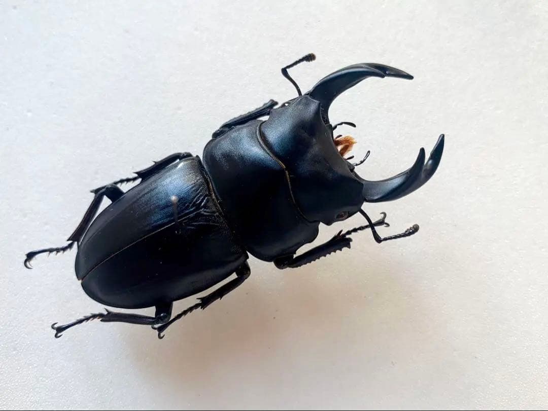 オオクワガタ　野外品