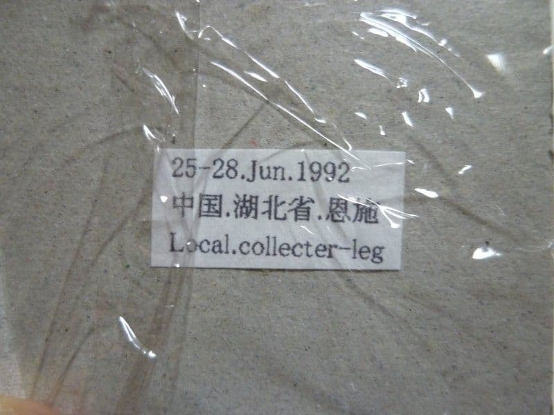 【外国産オサムシ標本】全身緑のイボカブリモドキ/湖北省.恩施産/43mm