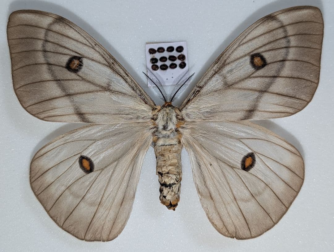 超美品！珍しい卵持ち　アポロヤママユ　蛾　標本