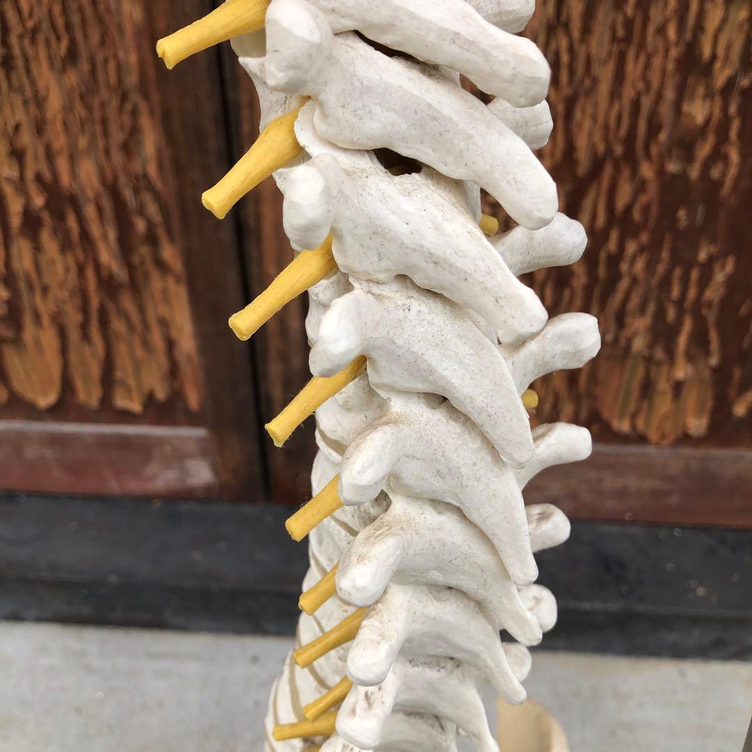 3B 脊椎模型 人体模型 スタンド付 骨格標本　骨盤　ドイツ製