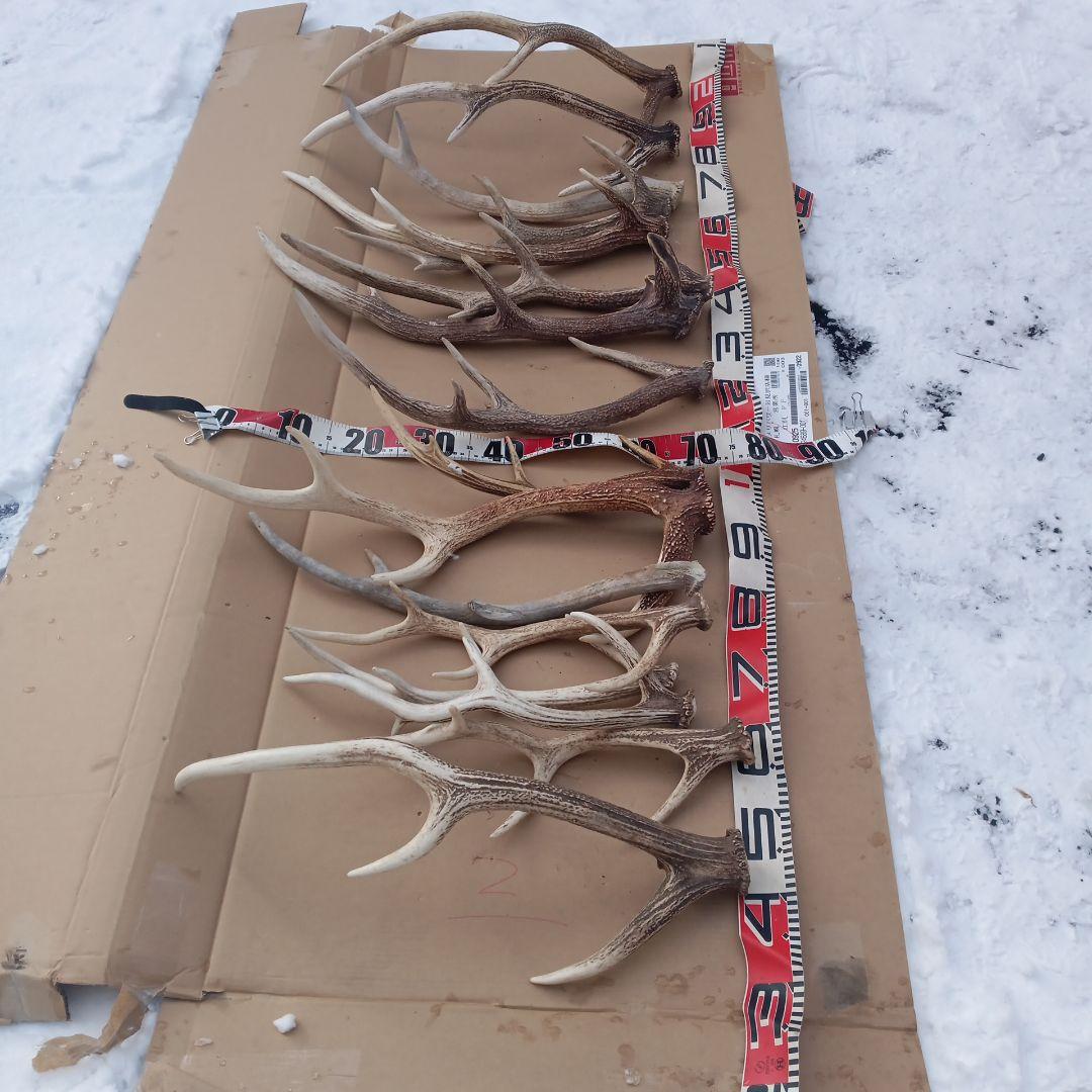 S*i様 蝦夷鹿の角　犬のおもちゃ、工芸品などに ７番