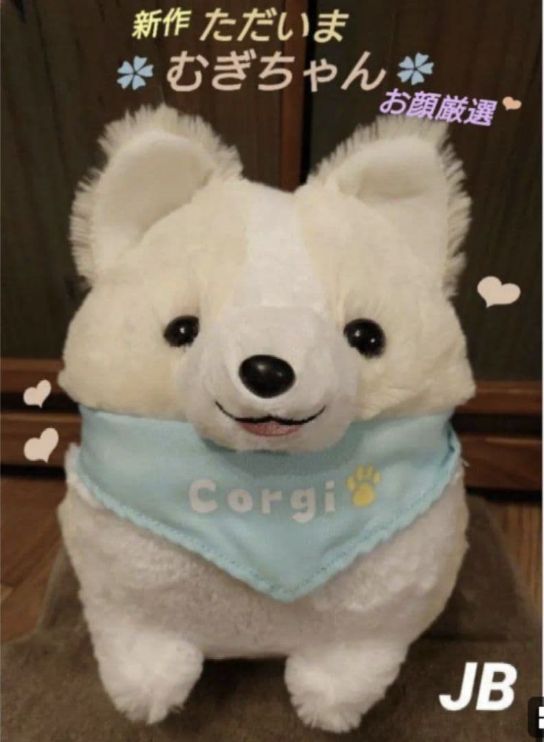 いち！にの！コーギー ただいま  むぎちゃん JB