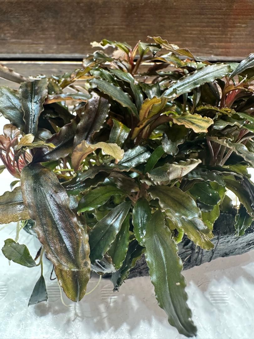 ブセファランドラ クアラクアヤン タイプ II 大株 石付き