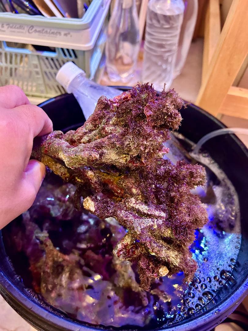 ライブロック Sグレード　3.0kg 枝状