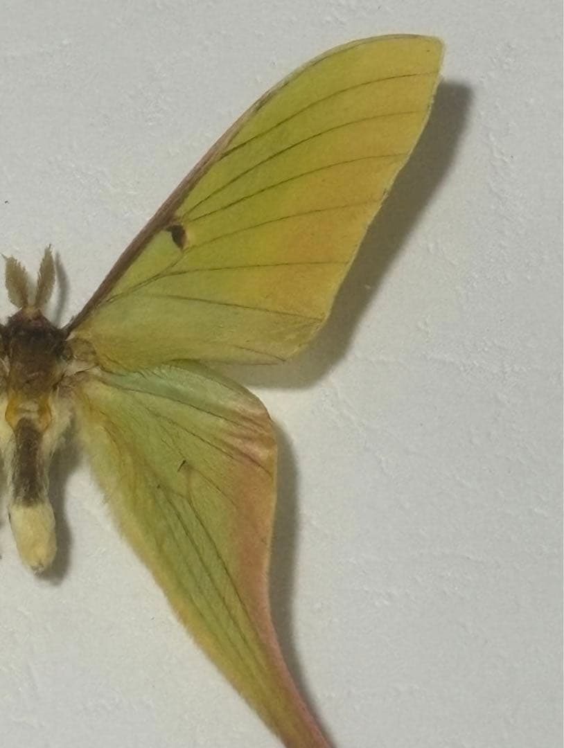 蝶の標本 2つセット　まとめ売り