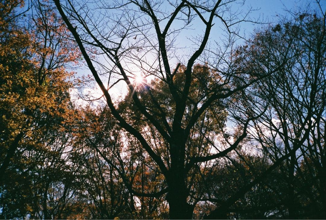 美品完動品 CONTAX コンタックス T2 作例あり