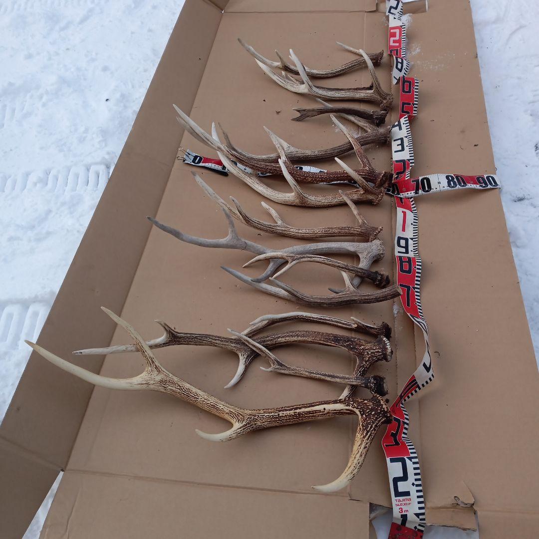 鹿の角 犬のおもちゃ、工芸品などにどうぞ ３６番