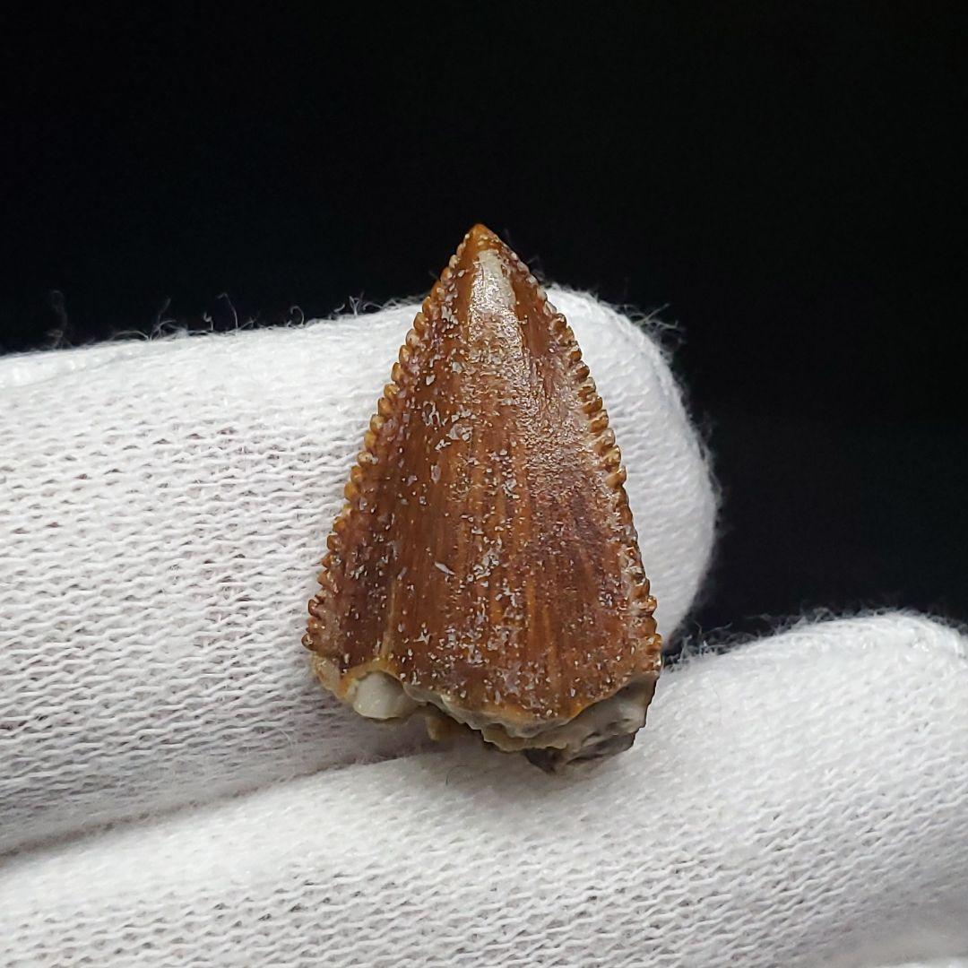 博物館級 マジュンガサウルス 恐竜 歯 化石 本物 19.30mm fr67