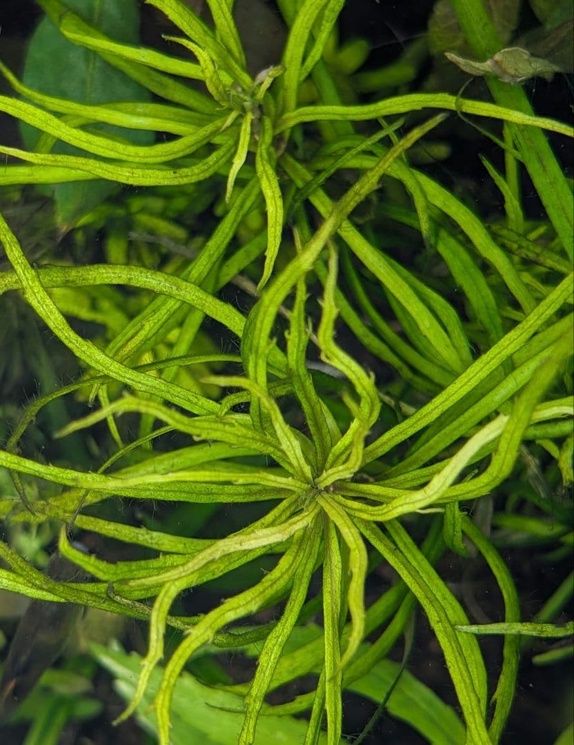 停止中Pogostemon sp. Savannakhet 水中葉 1本