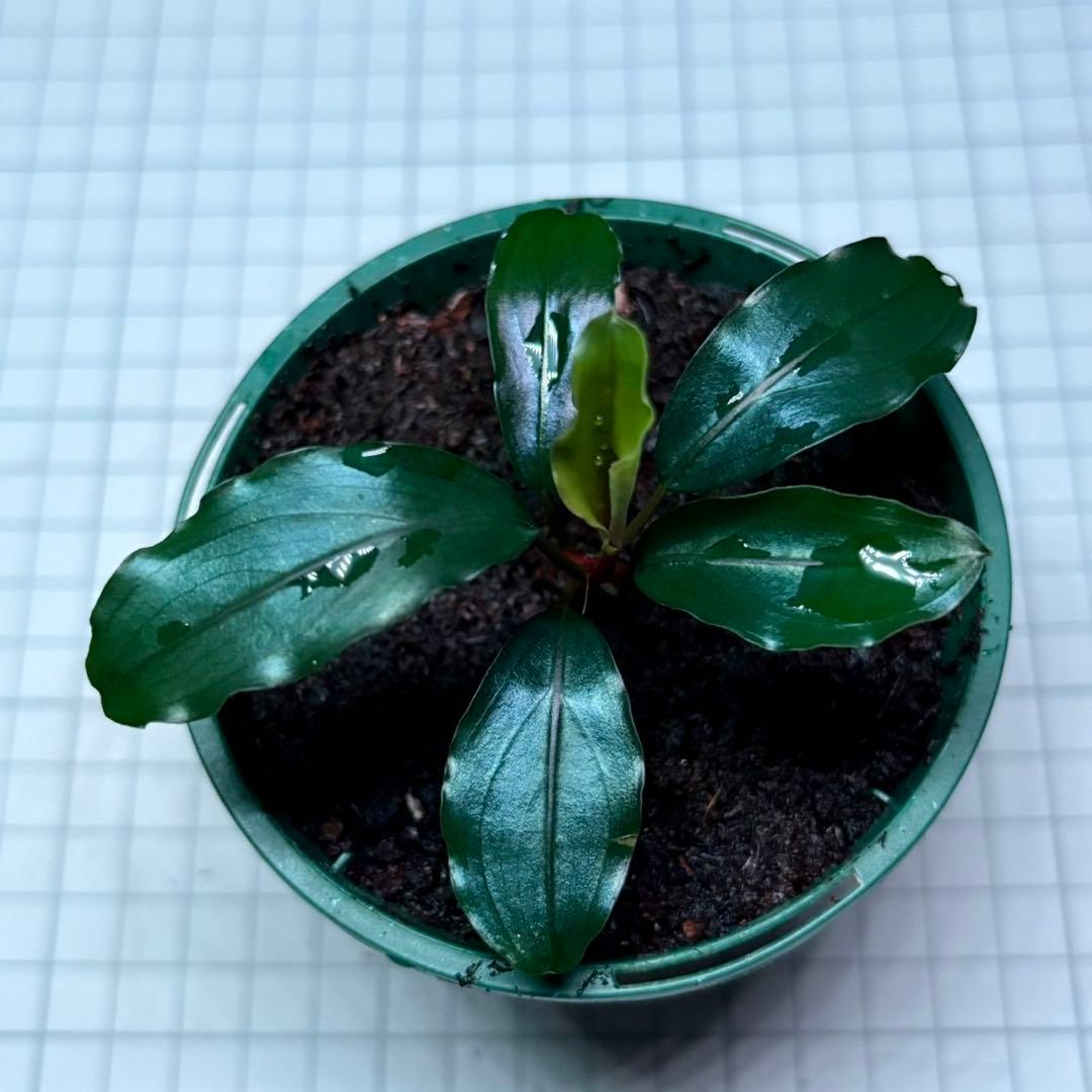 如*月様 ブセファランドラ sp.モトレイアーナスーパーブルー　②