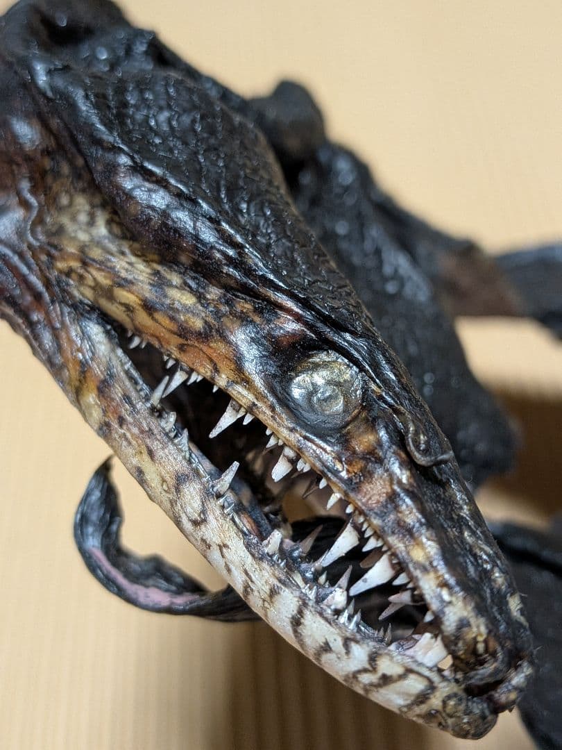 海のギャング四国太平洋産トラウツボマニアックレア標本飾りオブジェ置物