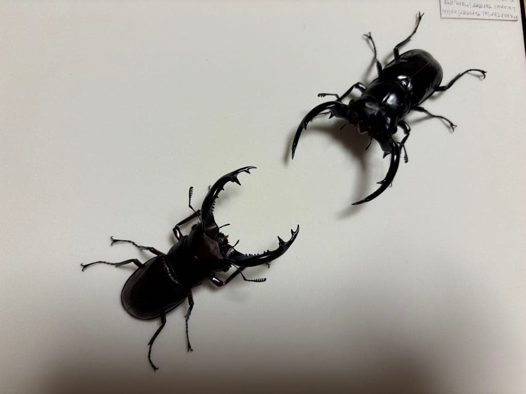 か*が様 ウエストウッドオオシカクワガタとフォルスターフタマタ〔ニシ〕の立体標本