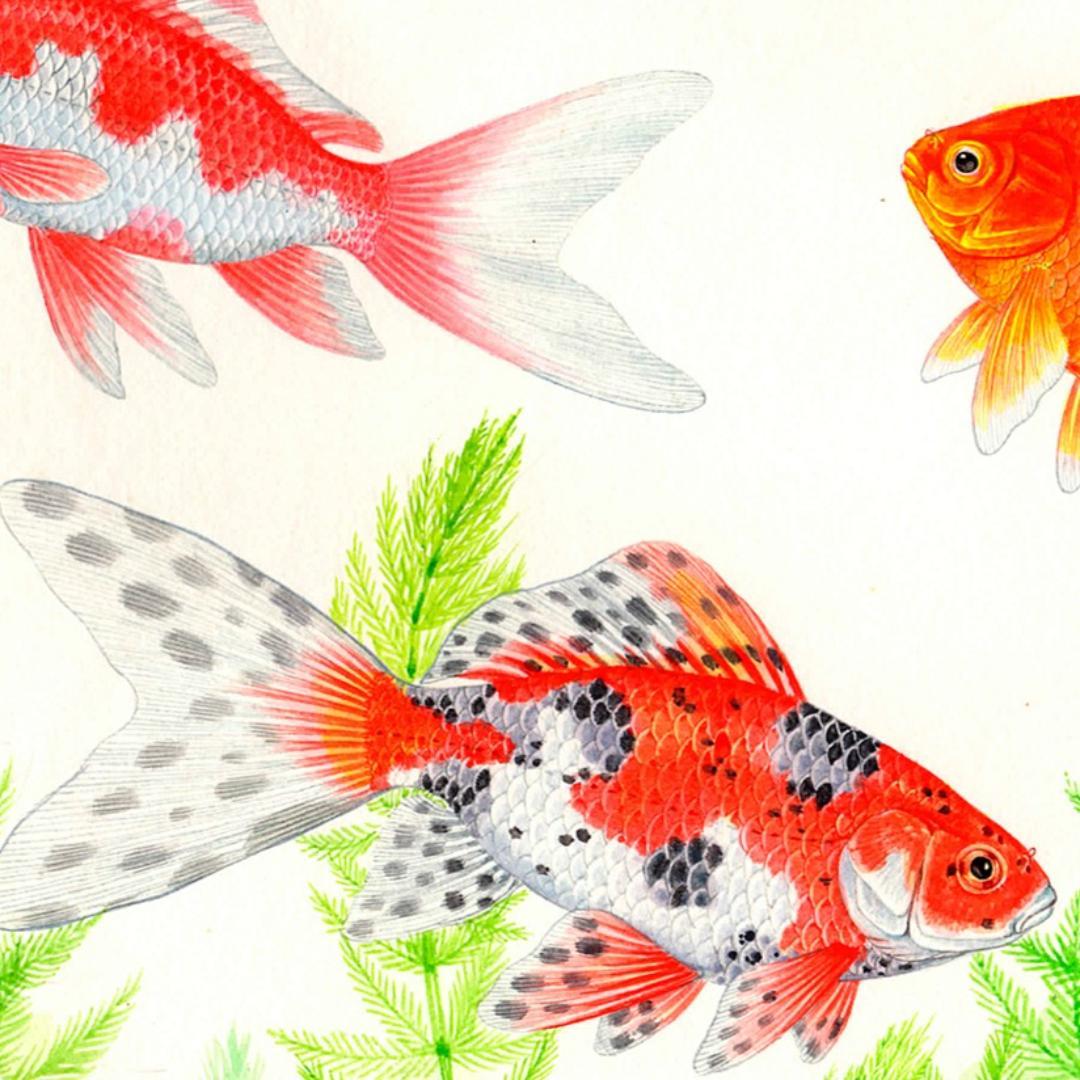 【絵画】ネイチャーアート　「金魚」原画