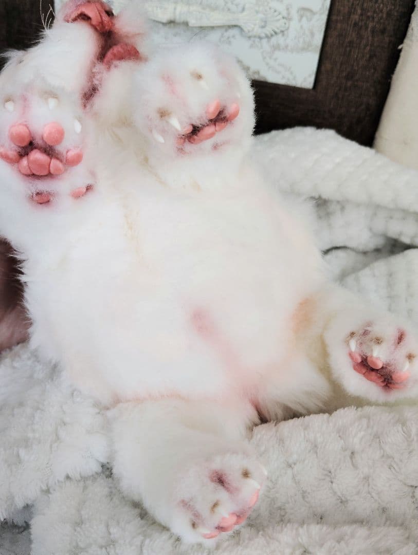 ぽってりお腹のホワイトライオンベビー♡赤ちゃん♡アートドール♡ぬいぐるみ♡