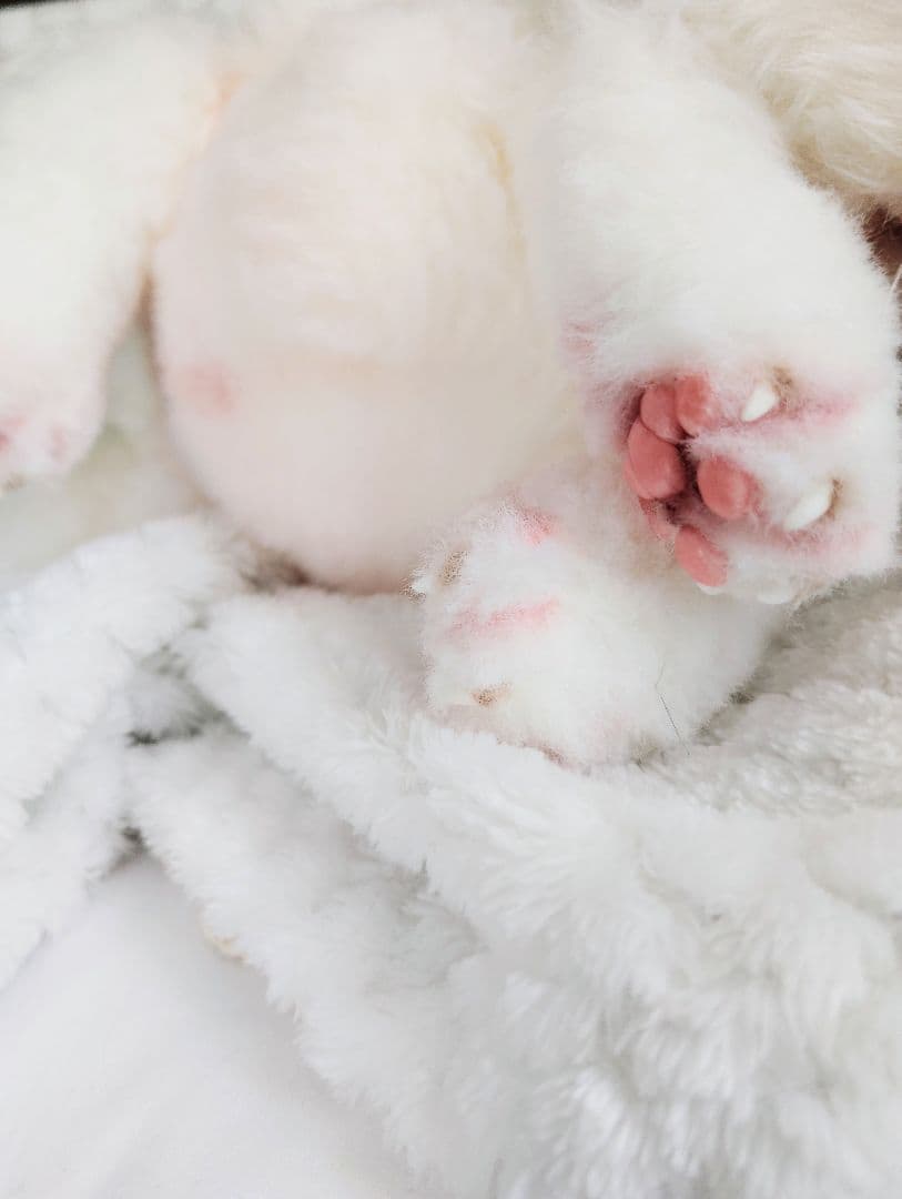 ぽってりお腹のホワイトライオンベビー♡赤ちゃん♡アートドール♡ぬいぐるみ♡