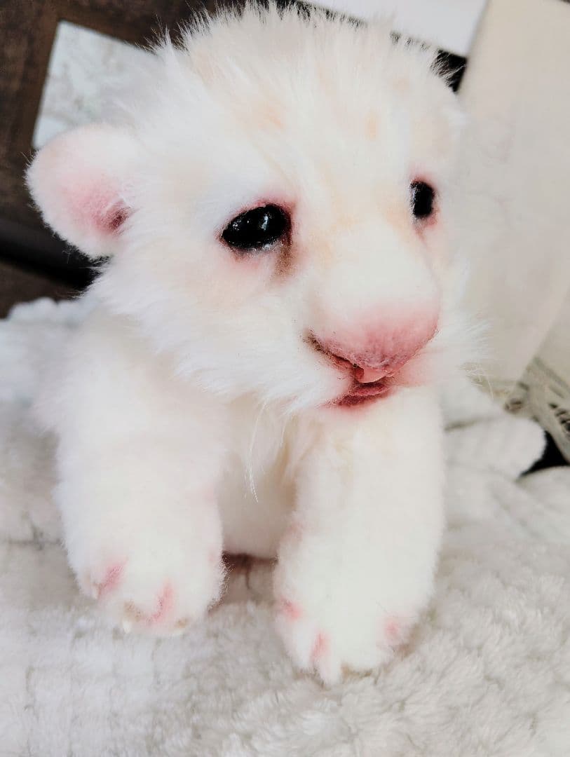 ぽってりお腹のホワイトライオンベビー♡赤ちゃん♡アートドール♡ぬいぐるみ♡