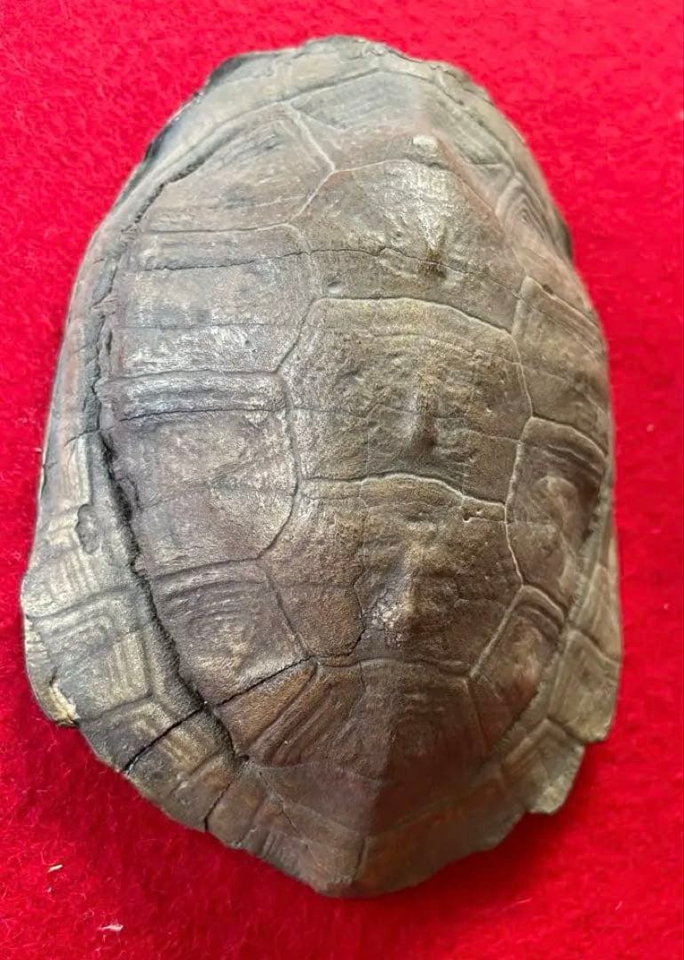 美術作品・亀の彫像・小物入れ・骨董品・松立斉・亀彫刻・印籠・彫刻・美術品