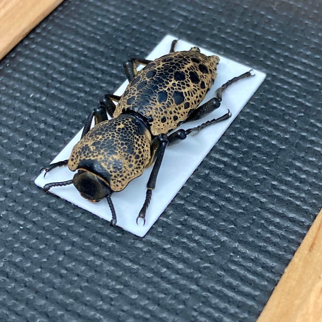 黒い宝石を散りばめたような大型のゴミダマ【標本】