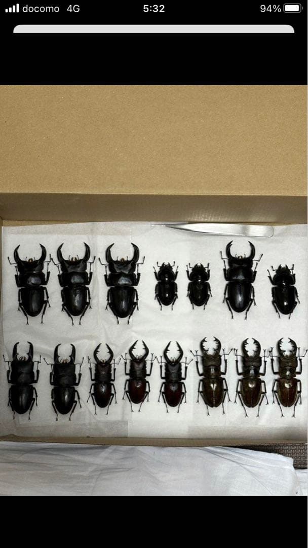 国産クワガタ♂標本セット　※一部欠損あり