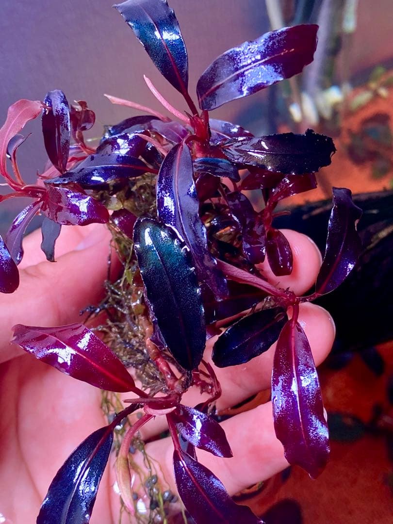 ブセファランドラspゴーストカリマンタン 大群生株