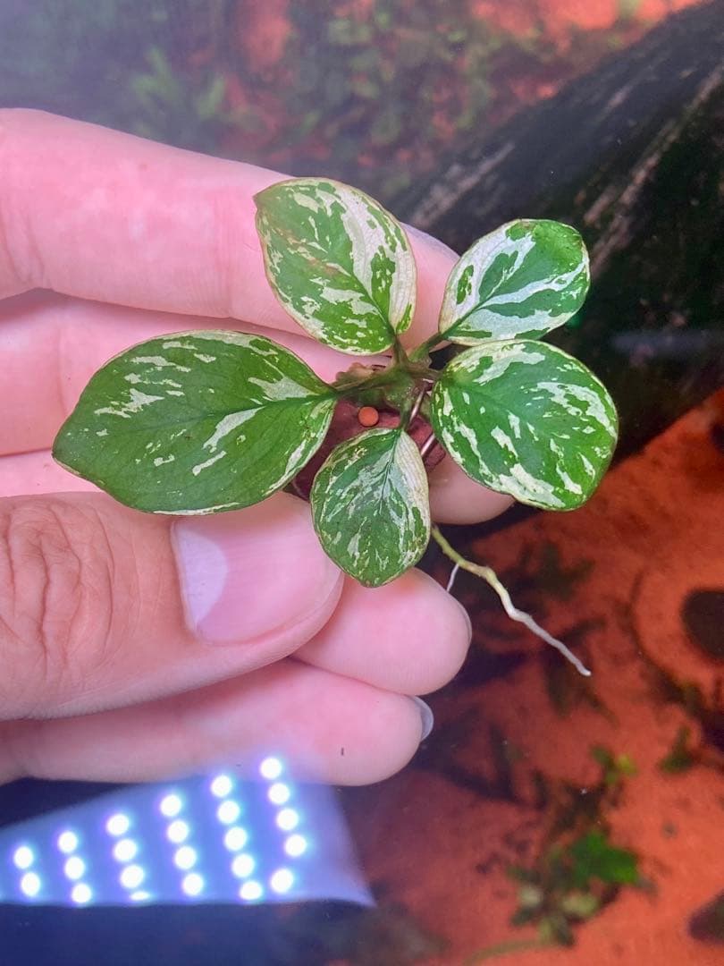 専用　アヌビアスナナ　斑入りキング　6株